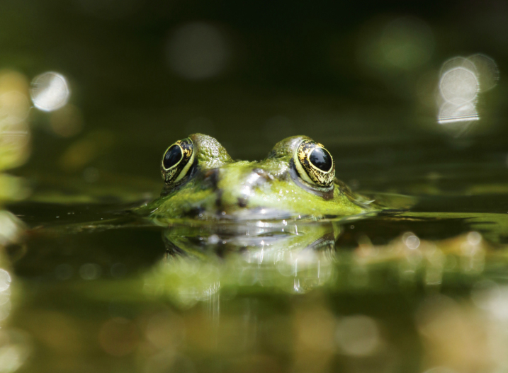 Frog in water